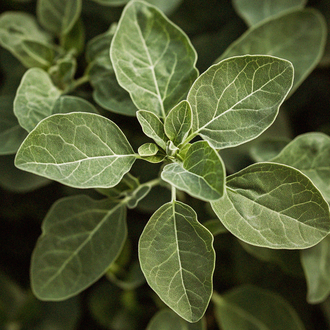 The Mydrate® Adaptogen Boost